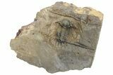 Acanthopyge (Lobopyge) Trilobite - Atchana, Morocco #213451-3